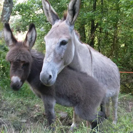 Agriturismo All'isola Che Non C'e' Lantgård La Spezia