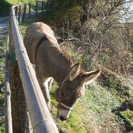 팜스테이 Agriturismo All'isola Che Non C'e' *